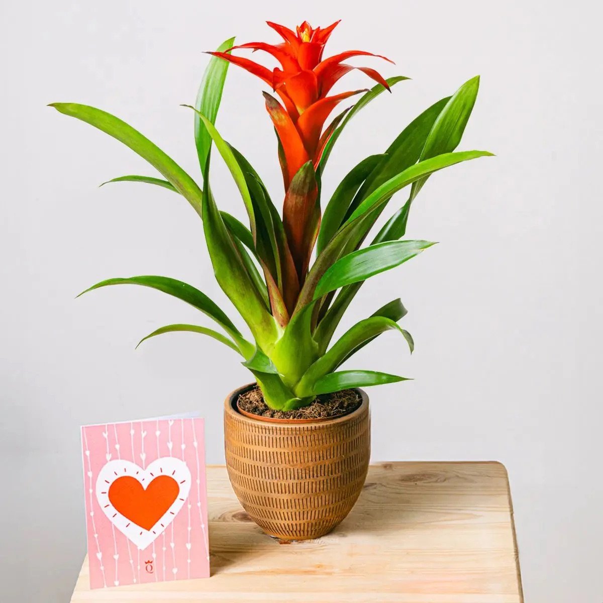 Red Bromeliad
